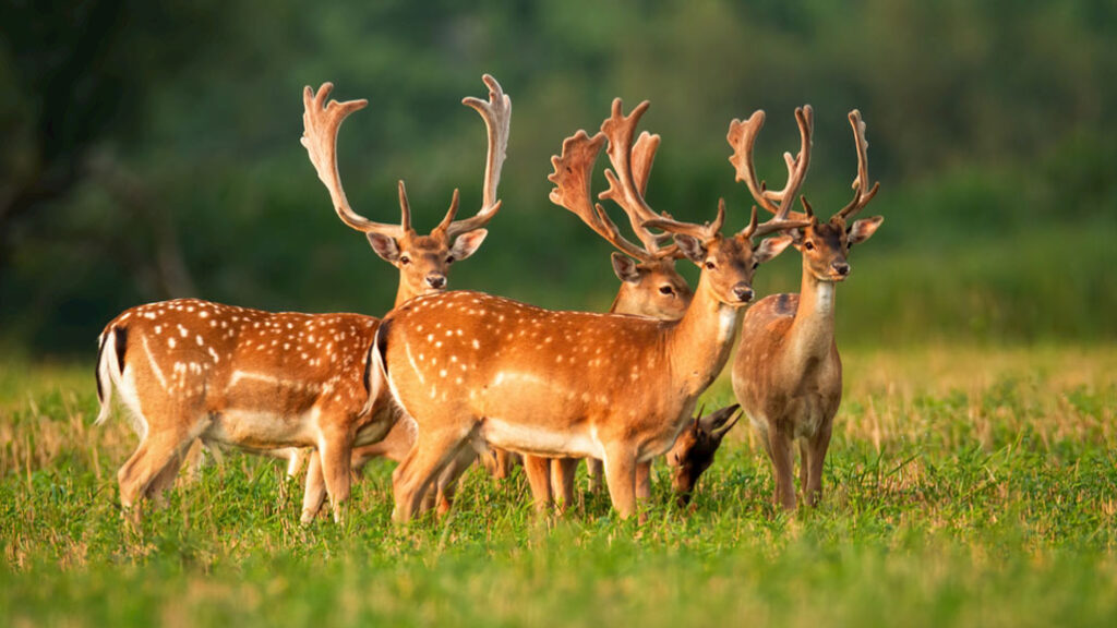 How to Drive Away Deer