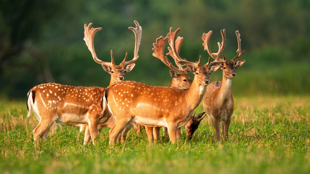 How to Drive Away Deer