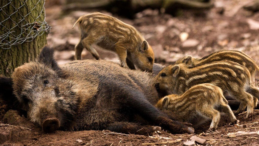 How to scare away wild boars