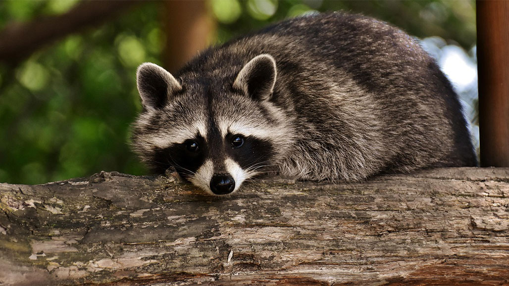 How to Get Rid of Raccoons