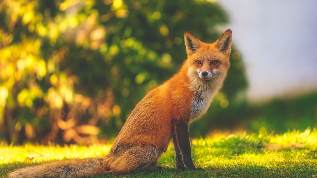 How to Drive Away Foxes